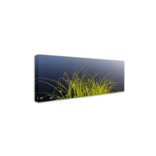 Kurt Shaffer 'Pond Grass Abstract' Canvas Art,10x24